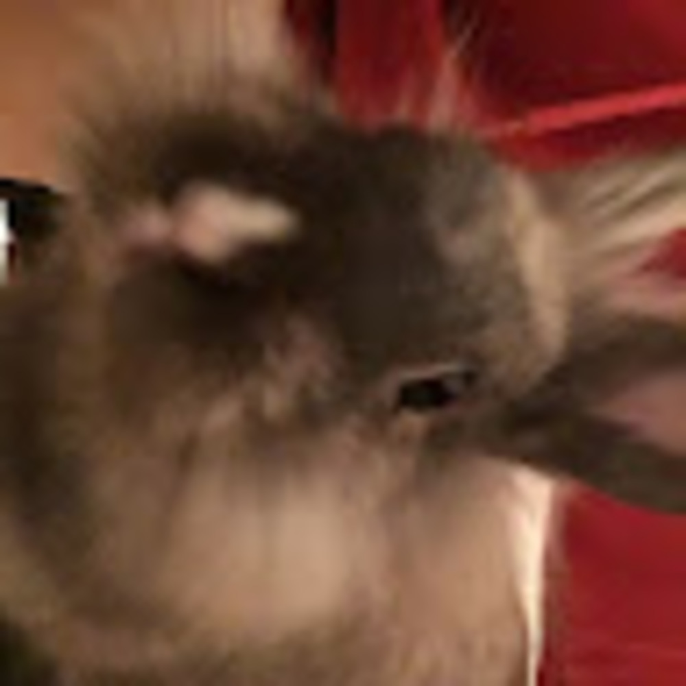 Meet your Posher, Serenity